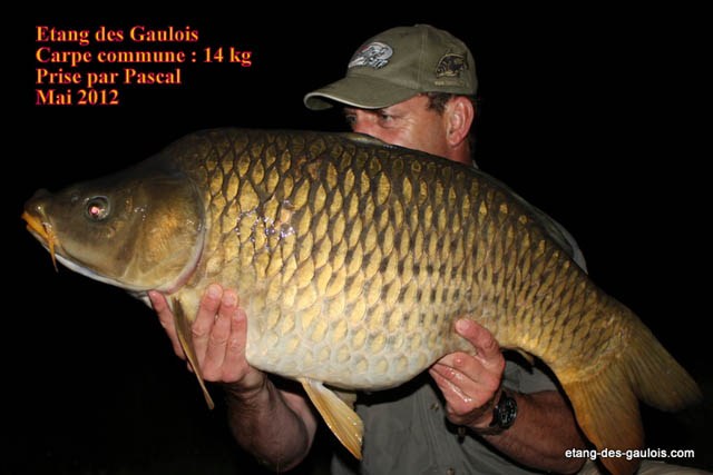 carpe-commune-14kg-Pascal-mai2012_big