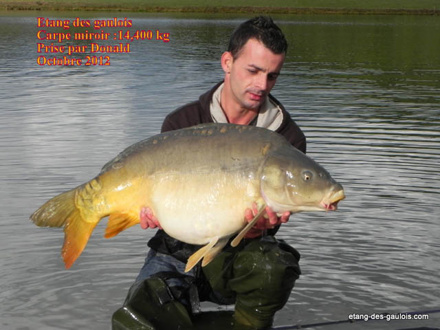 carpe-miroir2-Donald-14kg400-oct-2012