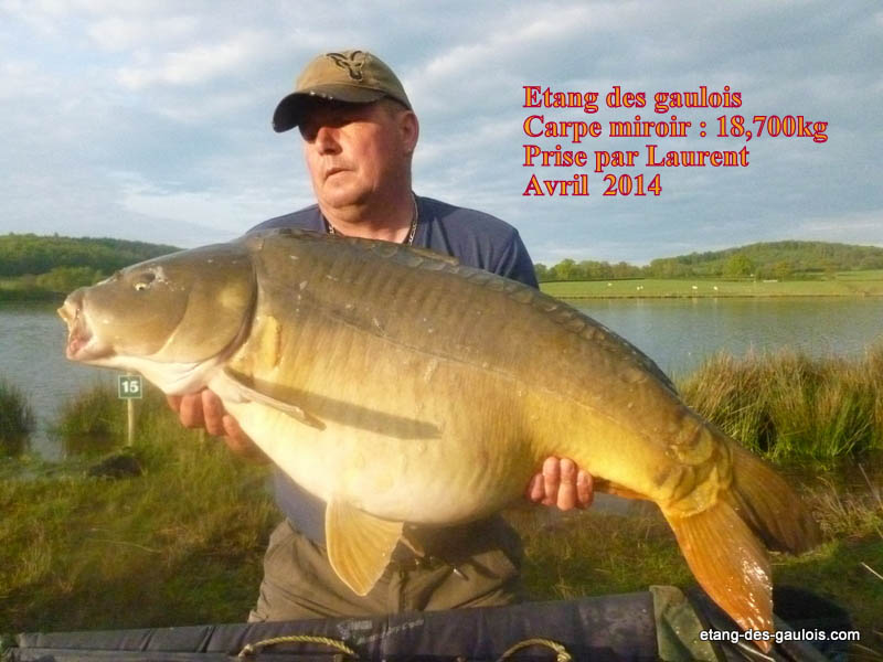 carpe-miroir-18kg700-laurent-avril-2014