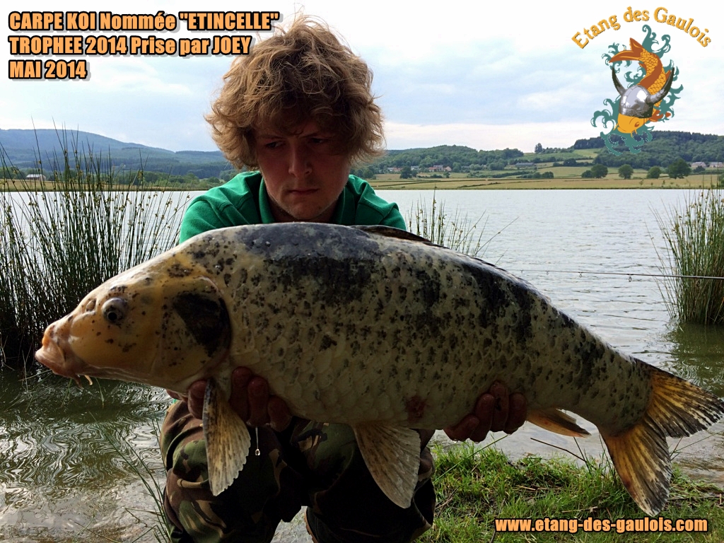 Carpe_KOI_Nommée_''_Etincelle_''TROP HEE_2014_Prise_par_Joey_MAI_2014