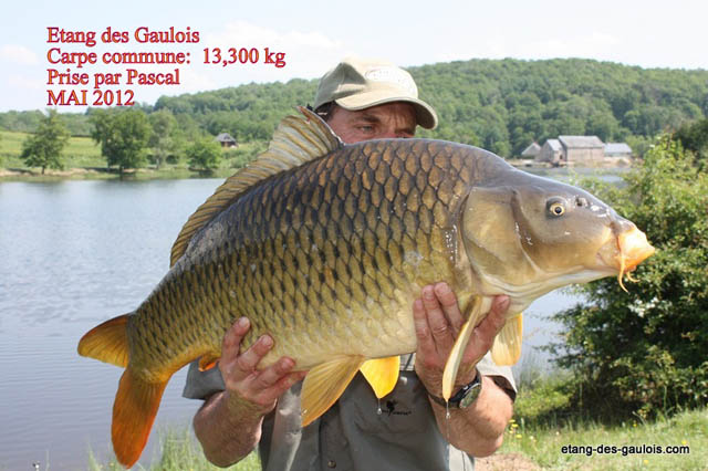 carpe-commune-13kg3-Pascal-mai2012_big