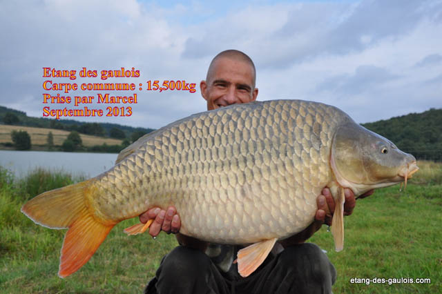 carpe-commune-15kg500-marcel-sept2013_zoo