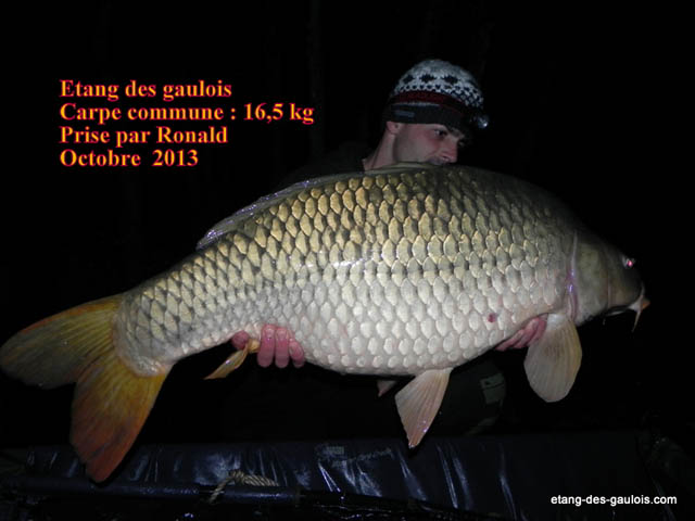 carpe-commune-16kg500-ronald-oct-2013_zoo