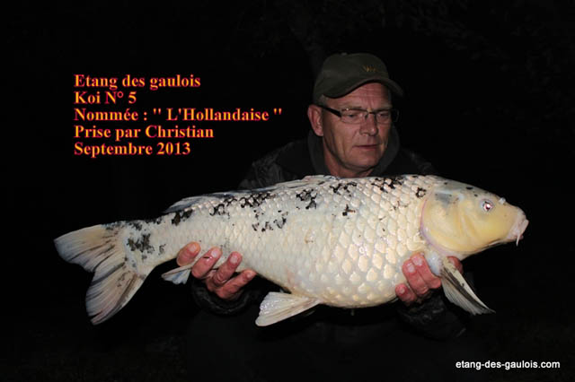 carpe-koi-hollandaise-6kg200-christian-oct2013_zoo