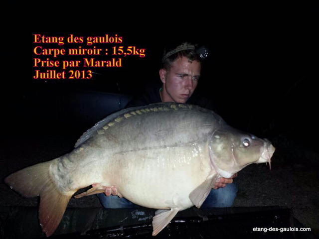 carpe-miroir-15kg500-marald-juillet-2013_zoo