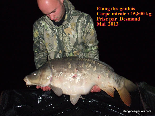 carpe-miroir-15kg800-desmond-mai-2013_zoo