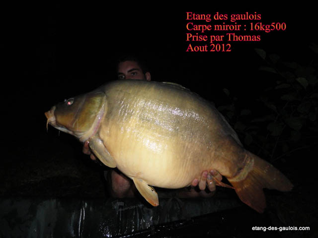 carpe-miroir-16kg5-thomas-aout2012_big