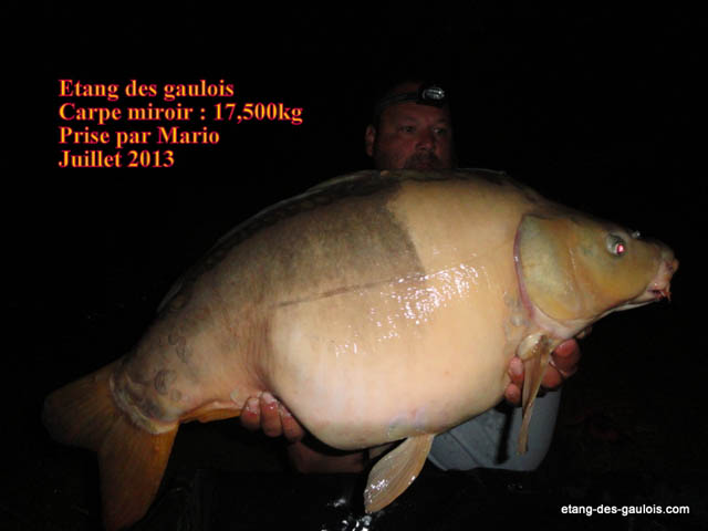 carpe-miroir-17kg500-mario-juillet-2013_zoo