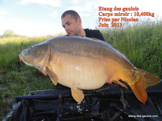 carpe-miroir-18kg400-nicolas-juin-2013_zoo