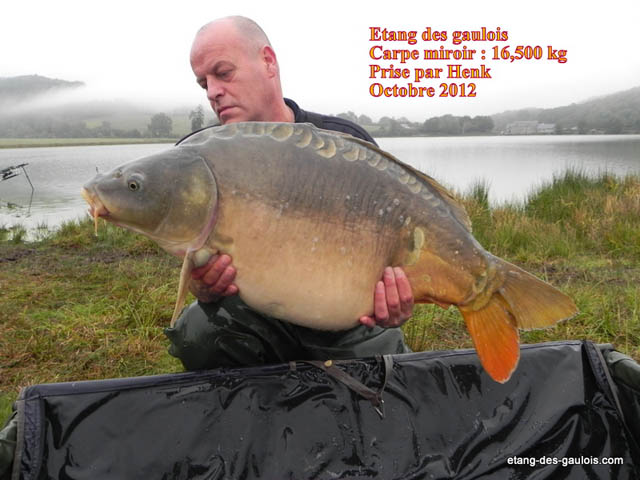 carpe-miroir-henk-16kg500-oct-2012