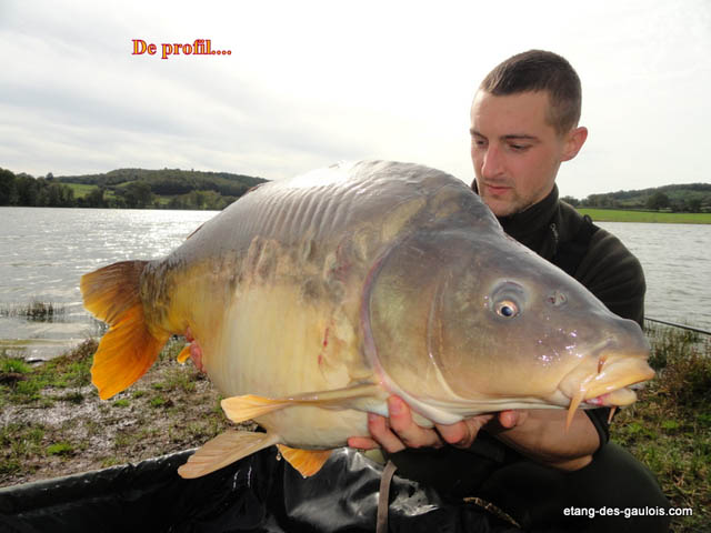 carpe-miroir4-Laurent-17kg-oct2012-profil