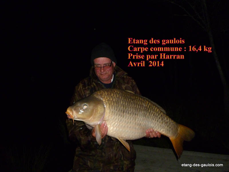 carpe-commune-16kg400-harran-avril-2014