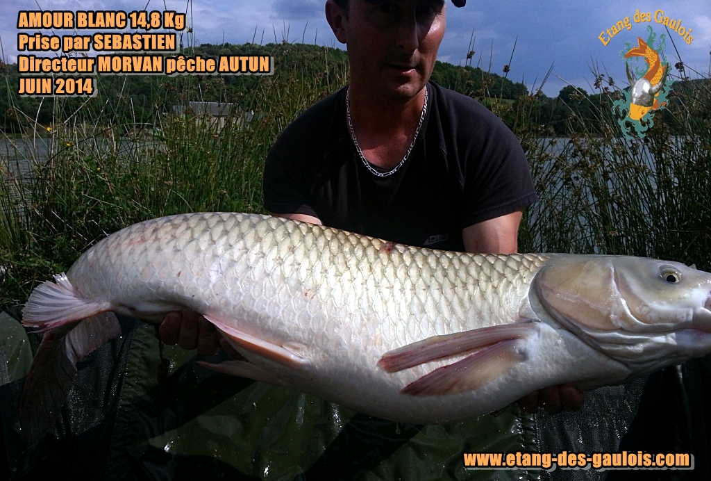 Amour_blan_14,8kg_Pris_par_Sébastien_Dire cteur_Morvan_pêche_AUTUN_71_Juin_2014