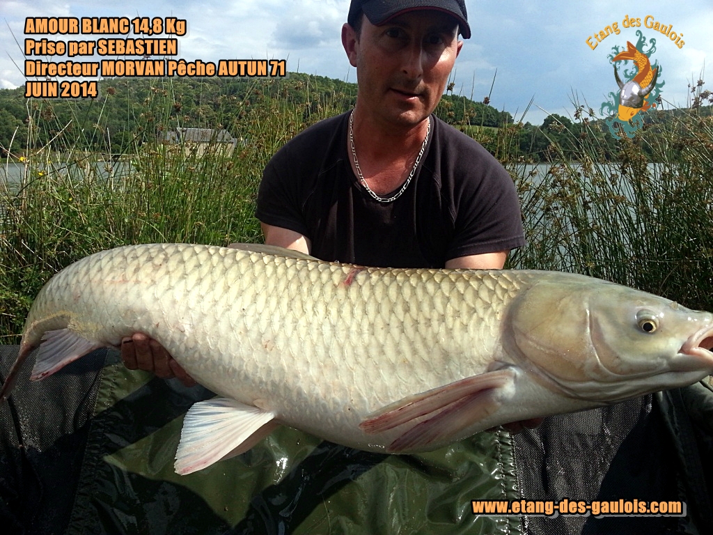 Amour_blanc_14,8kg,Pris_par_SébastienDire cteur_Morvan_Pêche_Autun_71_JUIN_2014