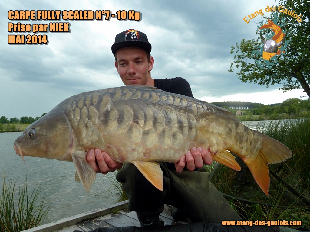 Carpe_Fully_scaled_N°_7_-_10kg_Prise_par_Niek_Mai_2014