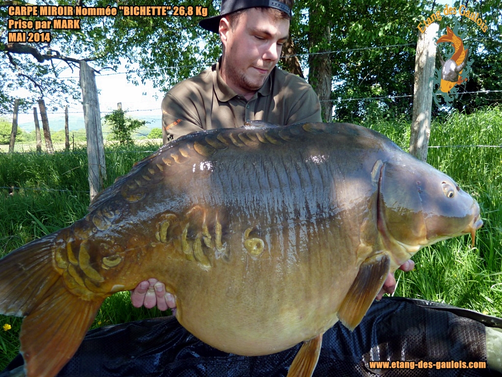 Carpe_miroir_Nommée_''_Bichette_'' _26,8kg_prise_par_mark_Mai_2014