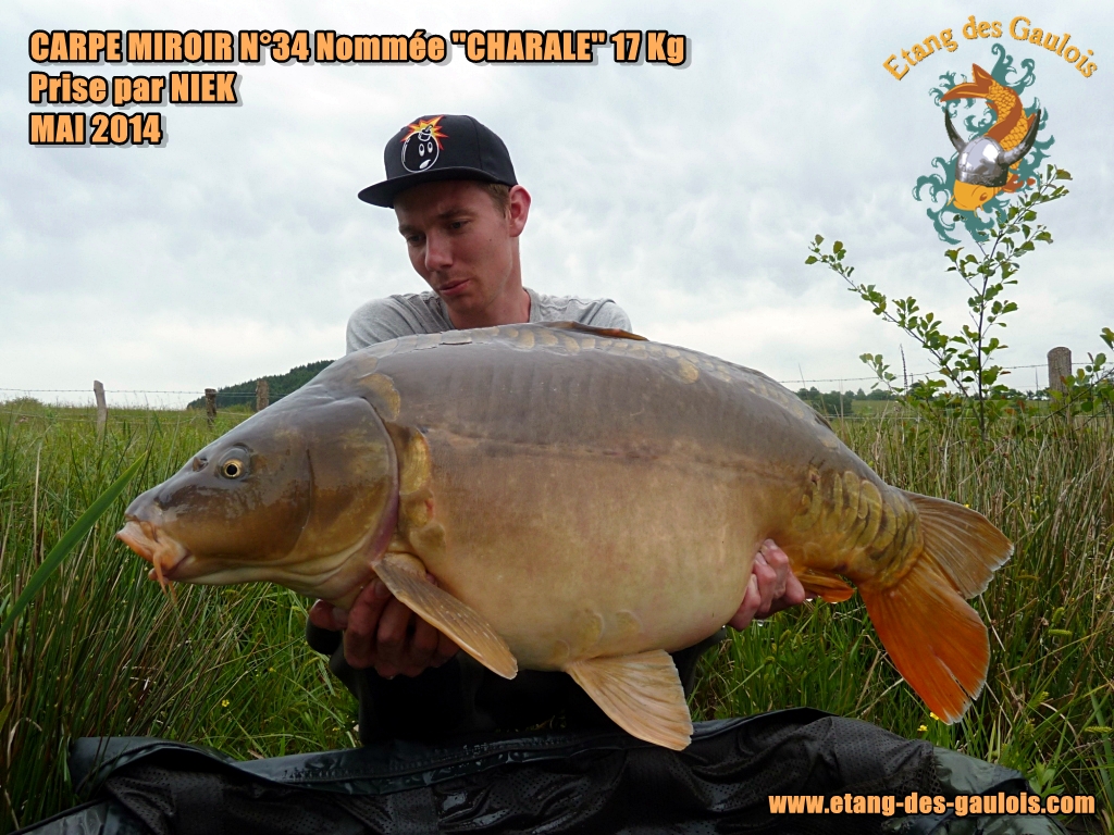 Carpe_miroir_N°34Nommée_''Charale_' '_-_17kg_Prise_par_Niek_Mai_2014