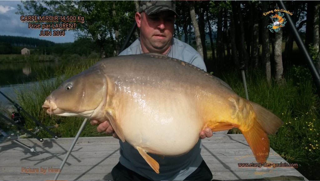 Carpe-miroir-14kg500-laurent-Juin-2014