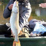 1 Brochet 90 cm Pris par Youri Nov 2014